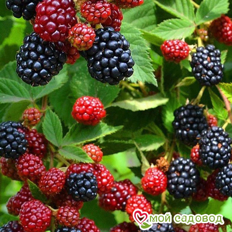 Ежевика кустистая "Гималаи"
