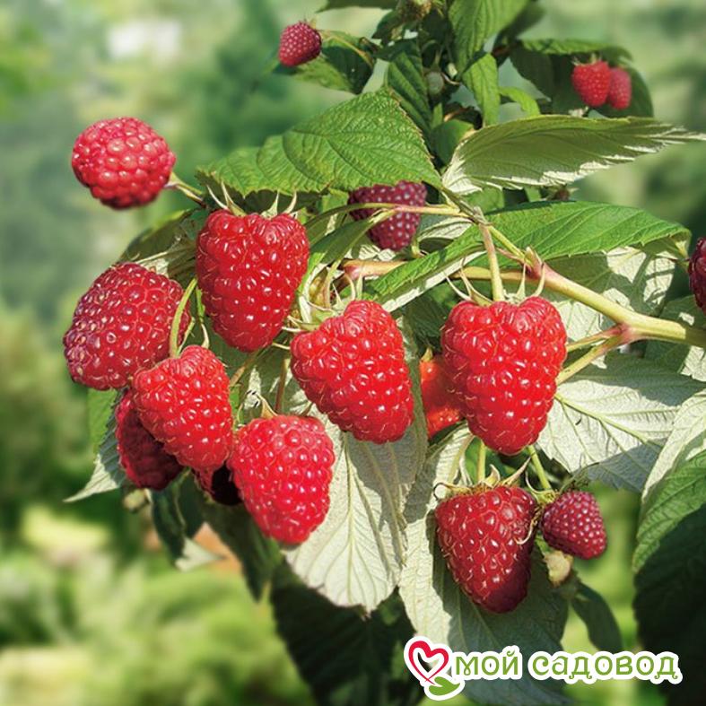 Малина Ап-32