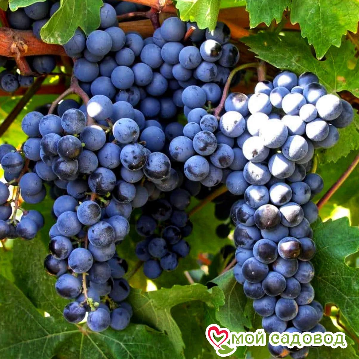 Виноград Мускат Гамбургский