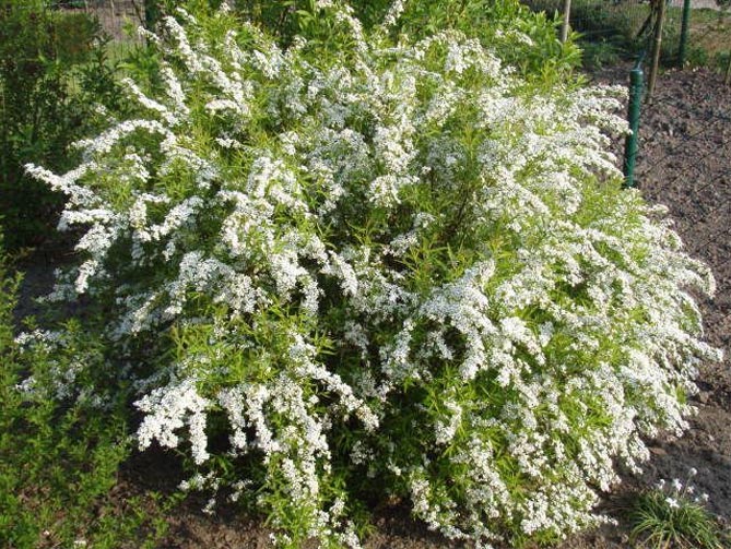 Спирея Тунберга "Oгонь" (Ogon)