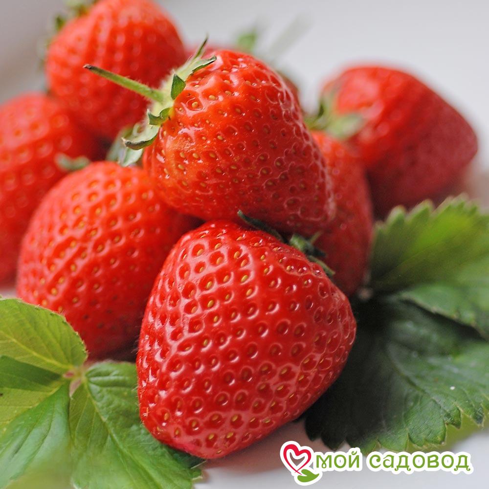 Клубника Гирлянда