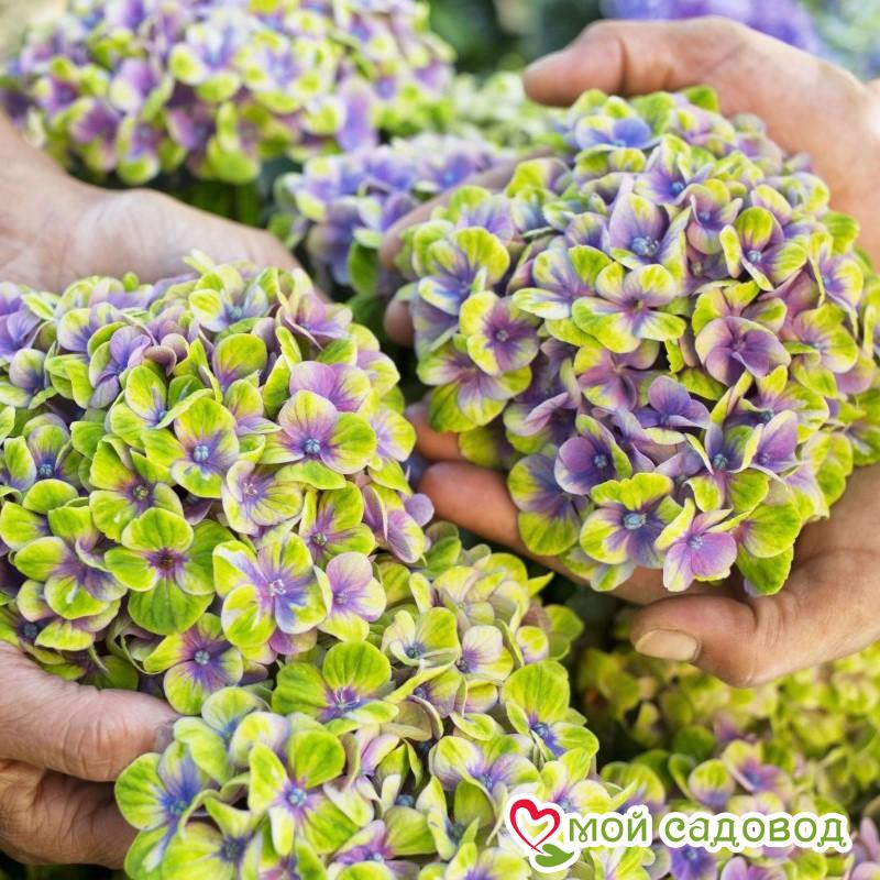 Гортензия Мэджикал Революшн