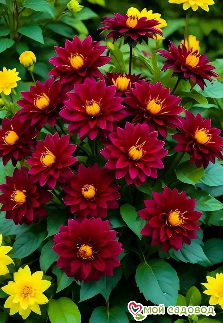 Георгин Вуцапо