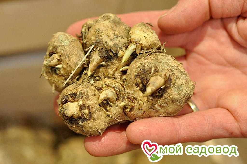 Калла Портрейт